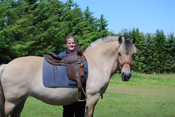 Fjordhest Houbæk's Hitra billede 14