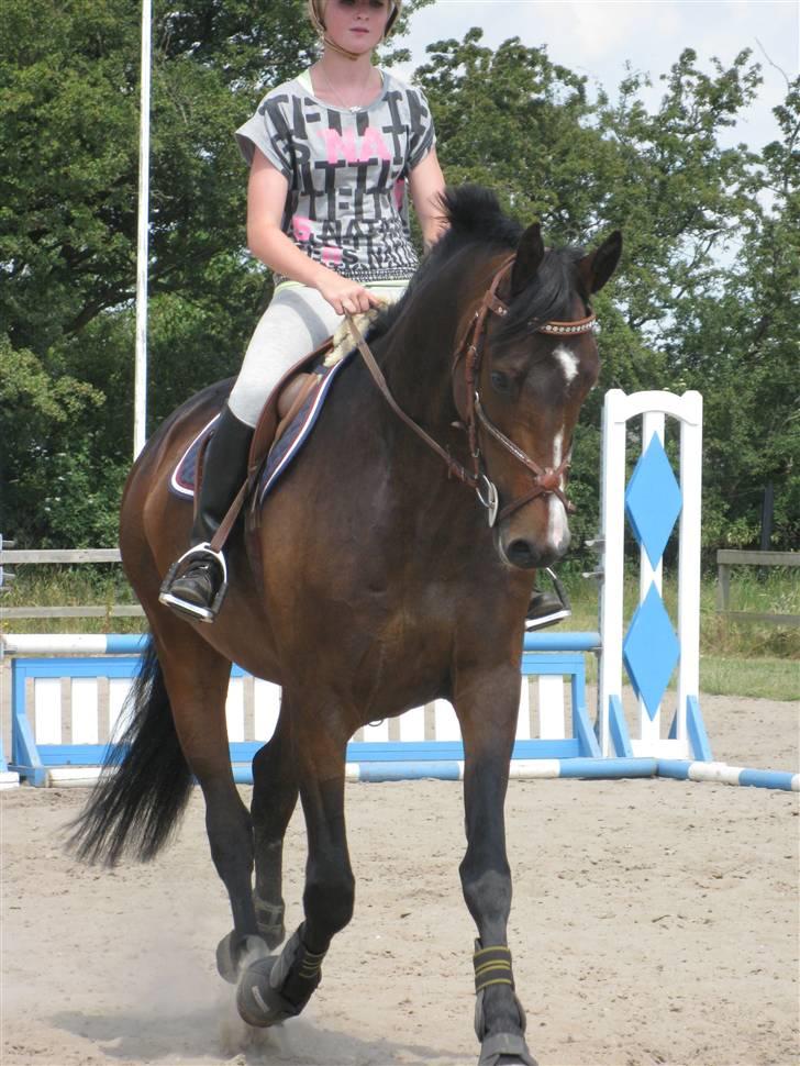 Dansk Varmblod Corona DEN SMUKKESTE STJERNE PÅ HIMLEN! :'( - hej, velkommen til Coronas profil. flere billeder og tekst komme når jeg hat haft hende lidt længere:) billede 2