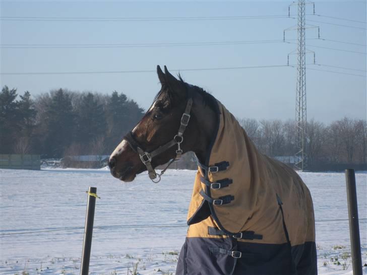 Dansk Varmblod Corona DEN SMUKKESTE STJERNE PÅ HIMLEN! :'( - Rona pigen ude og lege i sne, d. 23/12-09 :) smukke hest ! billede 5