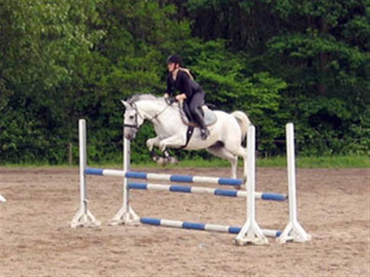 Tysk Sportspony Allegro Assai (Apollo) - Apollo & mig til springtræning.  billede 15