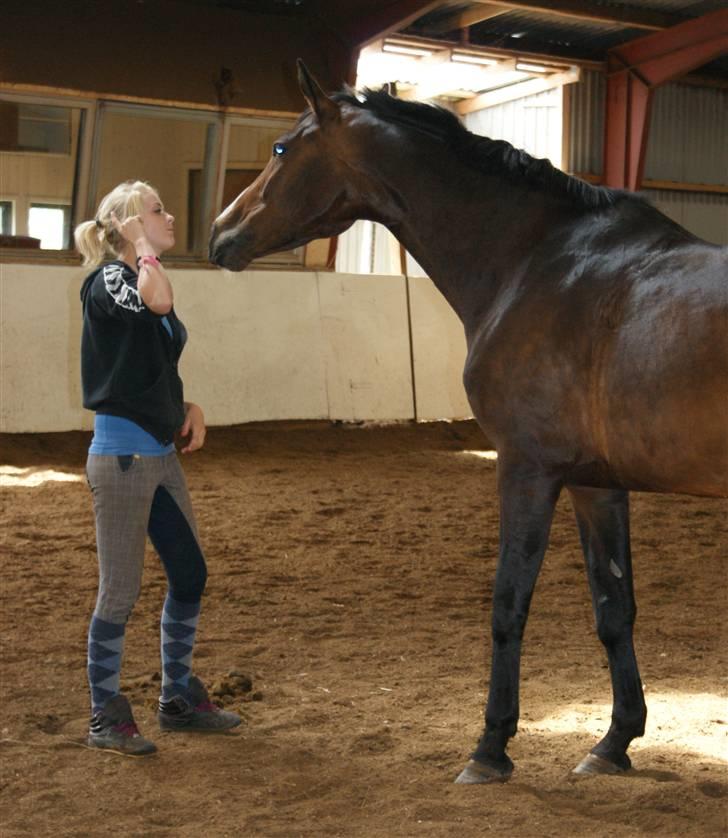 Dansk Varmblod Corona DEN SMUKKESTE STJERNE PÅ HIMLEN! :'( - myyys til moar ;) billede 8