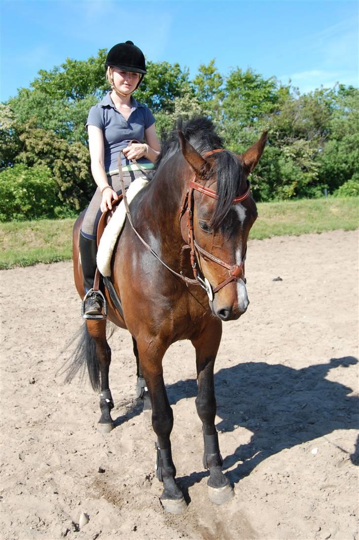 Dansk Varmblod Corona DEN SMUKKESTE STJERNE PÅ HIMLEN! :'( - skønheden og mig står lige og slapper den efter hård dressur træning en varm sommer dag :) billede 9