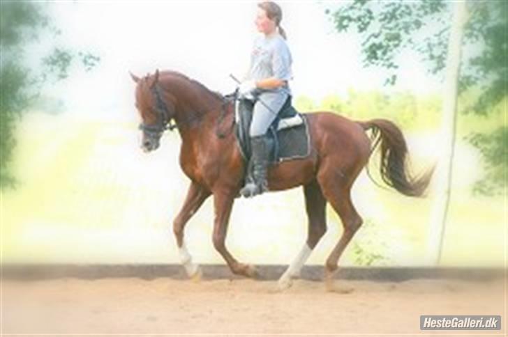 Anden særlig race Wareno - Wann Zath (Wareno´s far) billede 15