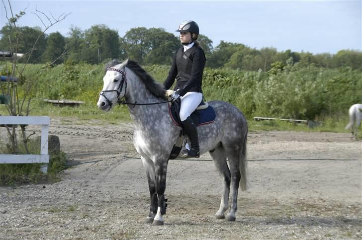 New Forest Firfod Filejs* Springer* SOLGT - Nr. 16 Stævne på HIS :D **NYT** billede 16