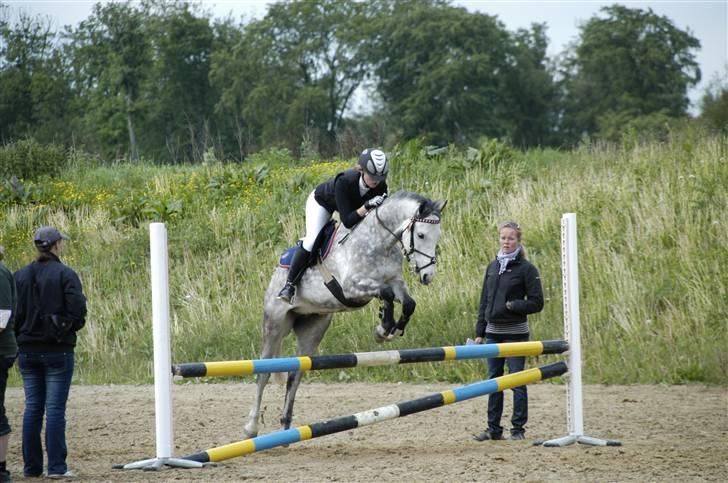 New Forest Firfod Filejs* Springer* SOLGT - Nr. 17 Stævne på HIS :D **NYT** billede 17