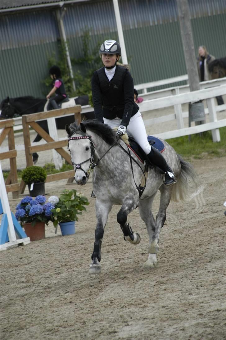 New Forest Firfod Filejs* Springer* SOLGT - Nr. 18  Stævne på HIS :D **NYT** billede 18