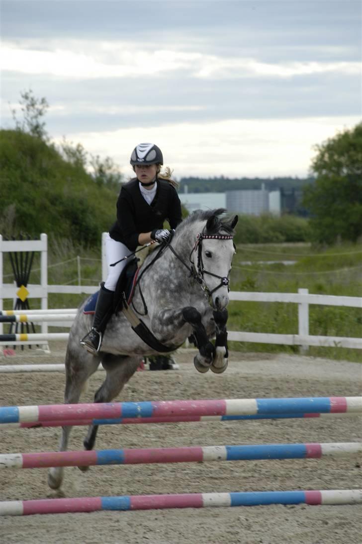 New Forest Firfod Filejs* Springer* SOLGT - Nr.19  Stævne på HIS :D **NYT** billede 19