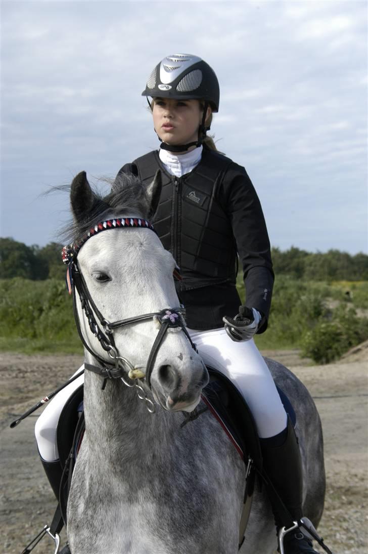 New Forest Firfod Filejs* Springer* SOLGT - Nr. 20 Stævne på HIS :D **NYT** billede 20