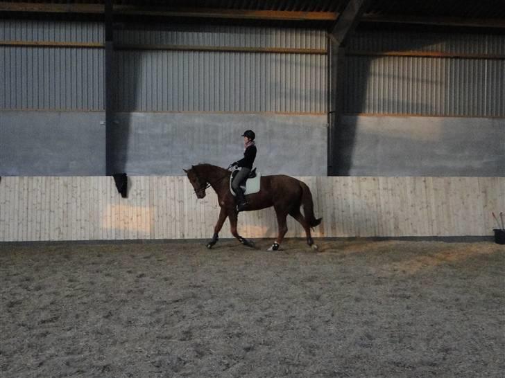 Dansk Varmblod Søgaard´s Rapid *Solgt* billede 8