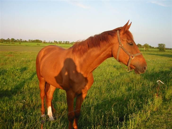 Dansk Varmblod Søgaard´s Rapid *Solgt* - Nyder at være på marken billede 9