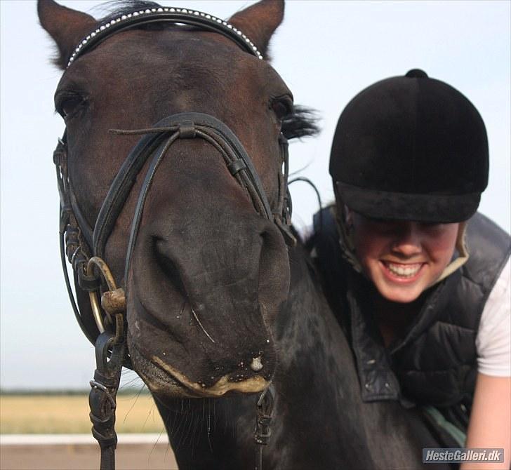 Dansk Varmblod Toftegården Don Aikido  - Aikido elsker at blive kløet :) billede 9