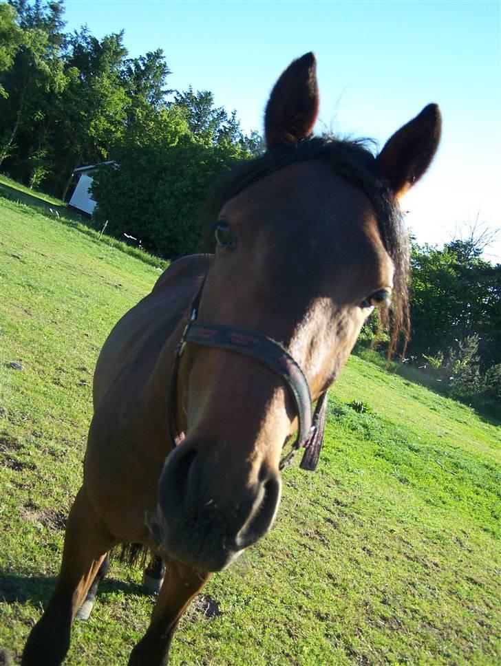 New Forest Lundgaards Cointreau billede 16