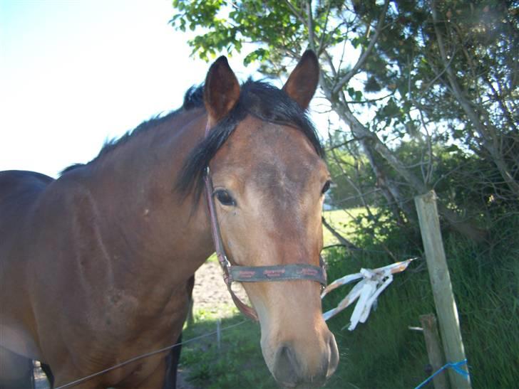 New Forest Lundgaards Cointreau billede 17