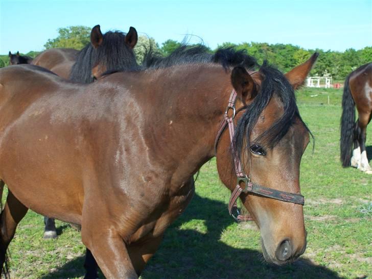 New Forest Lundgaards Cointreau billede 18