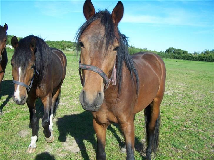 New Forest Lundgaards Cointreau billede 19