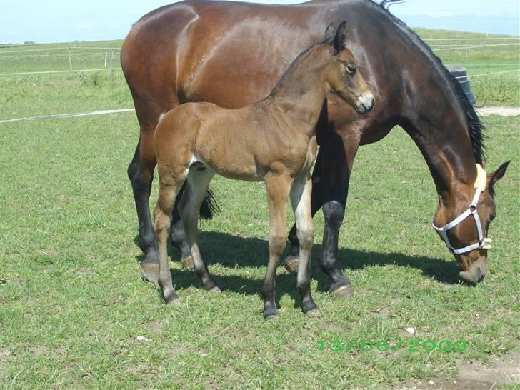 Oldenborg Hasselhøjs louie - 15 dage billede 1