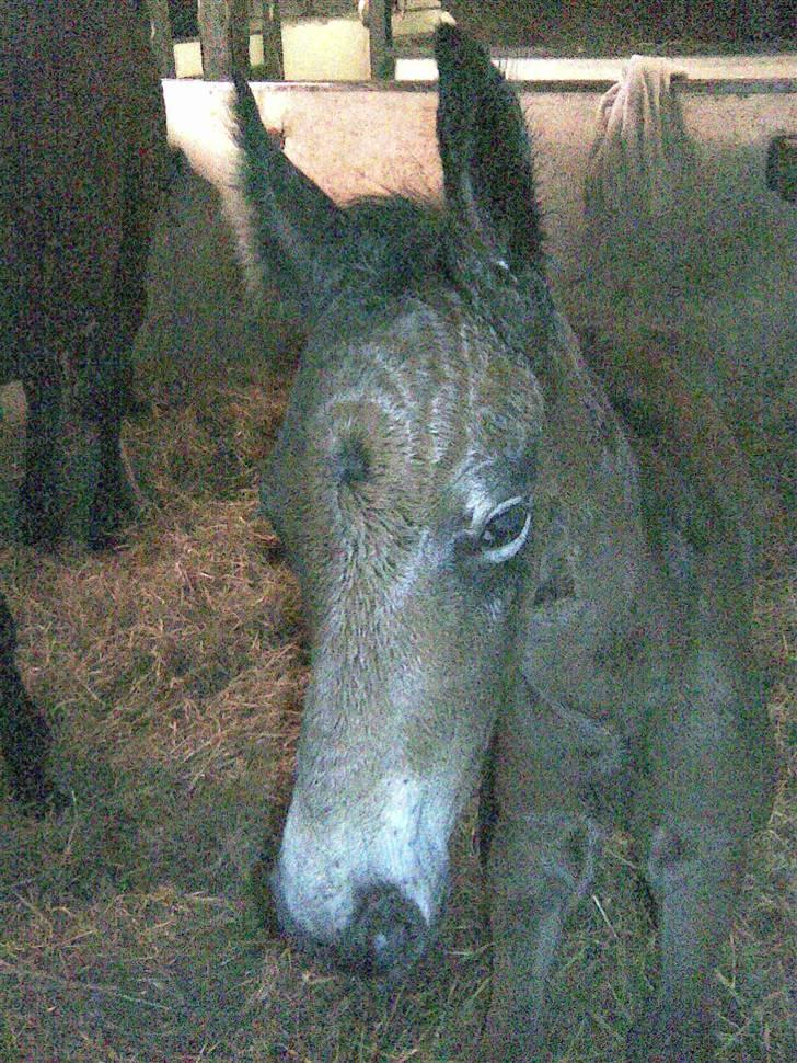 Oldenborg Hasselhøjs louie billede 2