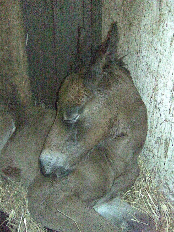 Oldenborg Hasselhøjs louie - Trætte lille Louie billede 3