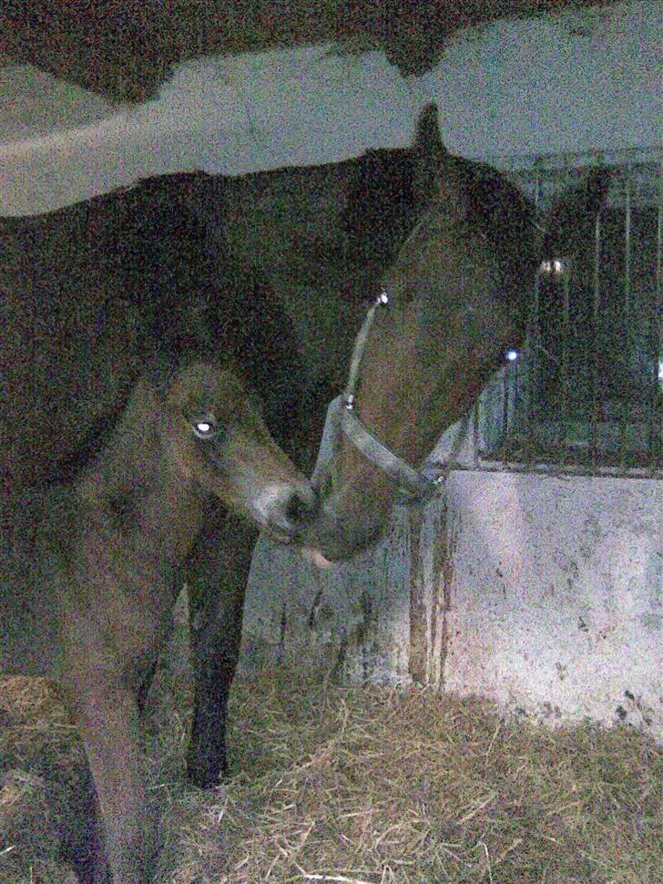 Oldenborg Hasselhøjs louie - Kys kys billede 4