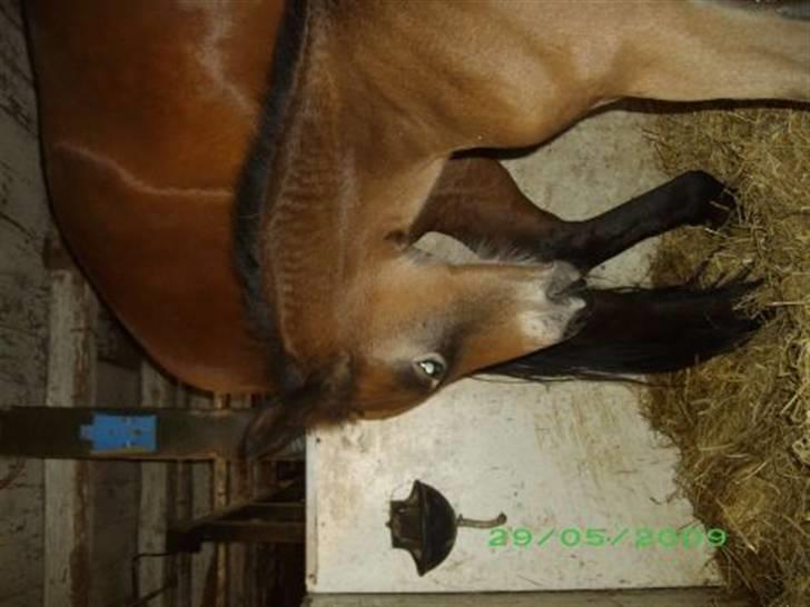 Oldenborg Hasselhøjs louie billede 5