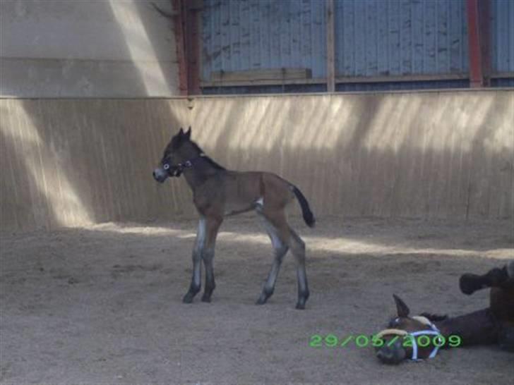Oldenborg Hasselhøjs louie - "Hvad i alverden er det du laver, mor"? billede 6