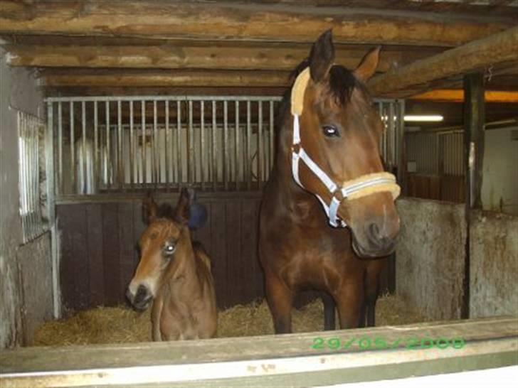 Oldenborg Hasselhøjs louie - Smukke hestebasser billede 7