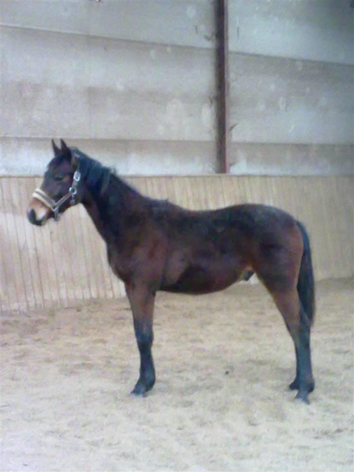 Oldenborg Hasselhøjs louie - Louie i ridehuset 19. marts billede 8