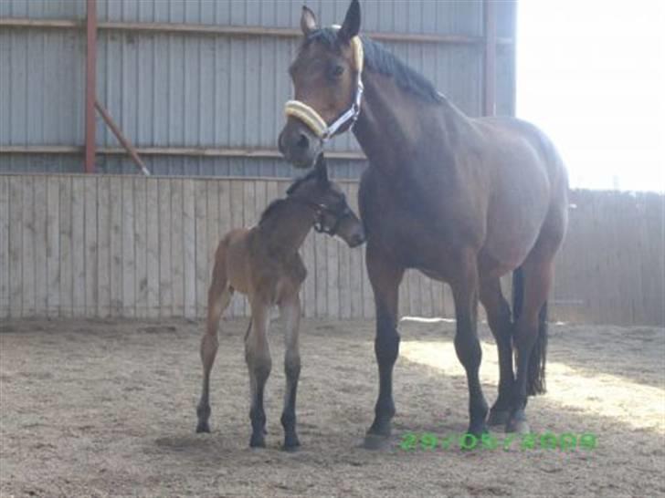 Oldenborg Hasselhøjs louie - I ridehus første gang med mor ;O) billede 9