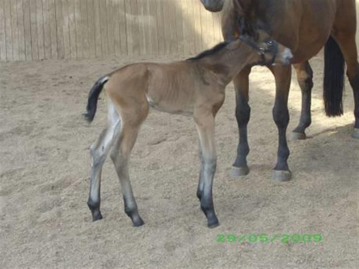 Oldenborg Hasselhøjs louie billede 10