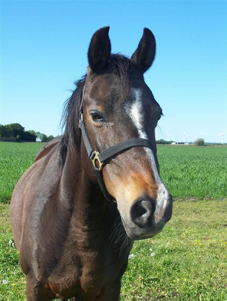 DSP Bøgely's Mille SOLGT billede 12