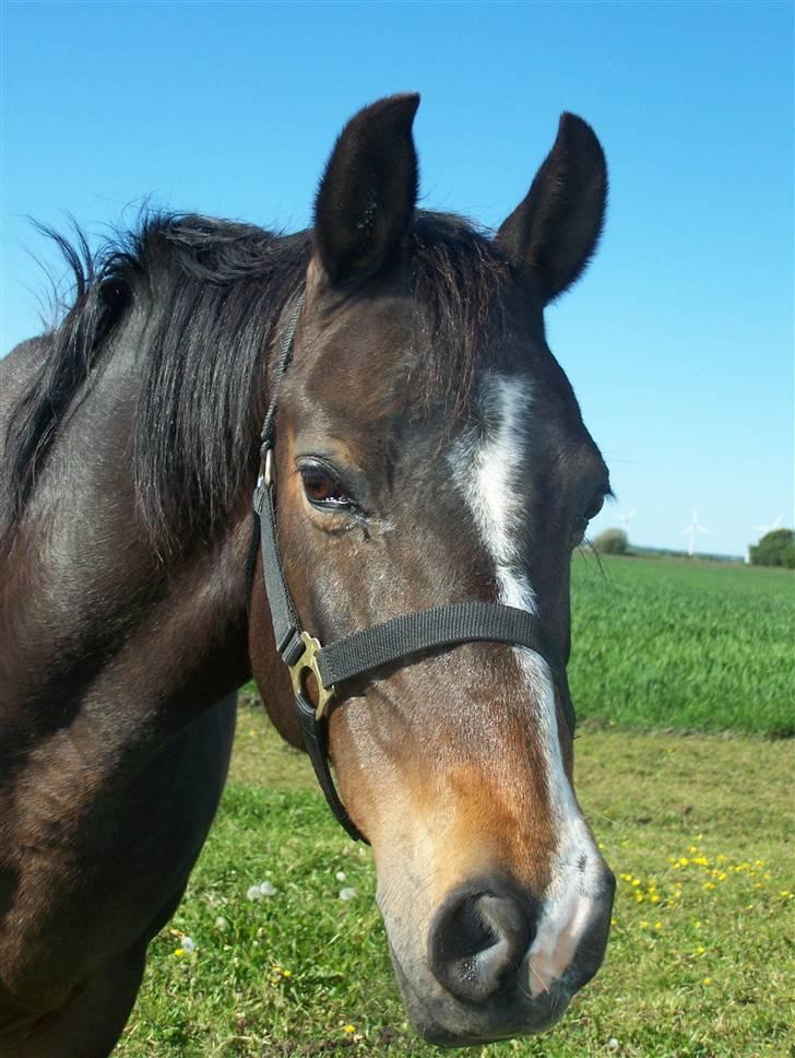 DSP Bøgely's Mille SOLGT billede 13