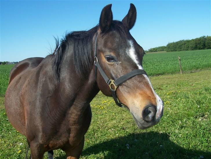 DSP Bøgely's Mille SOLGT billede 14