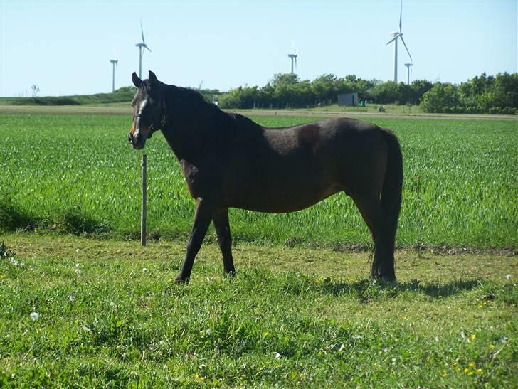 DSP Bøgely's Mille SOLGT billede 15