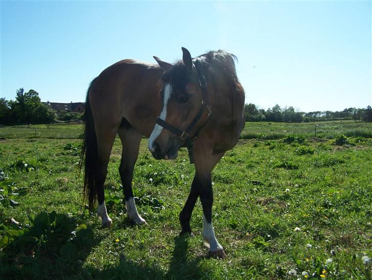 New Forest Lundgaards Friday billede 16