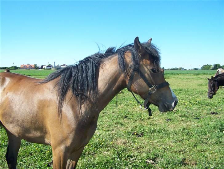 New Forest Lundgaards Friday billede 17