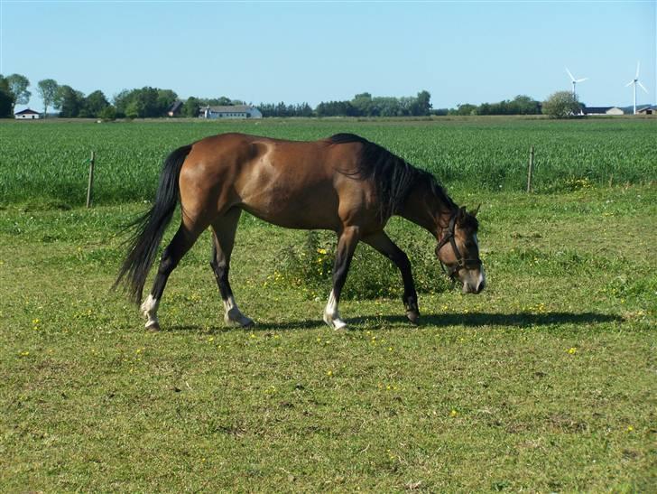 New Forest Lundgaards Friday billede 18