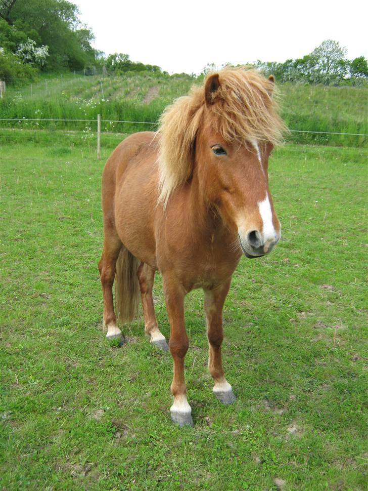 Islænder Gletta Fra Bærsholm billede 1