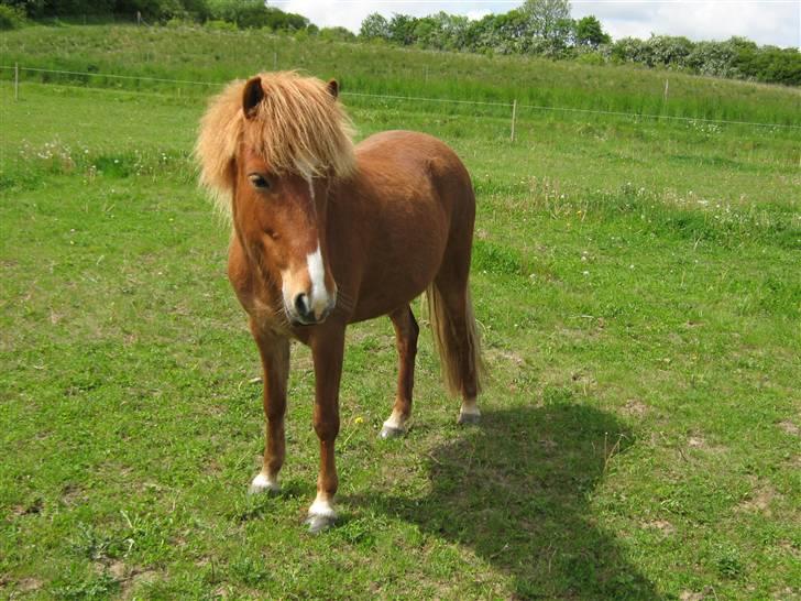 Islænder Gletta Fra Bærsholm billede 2