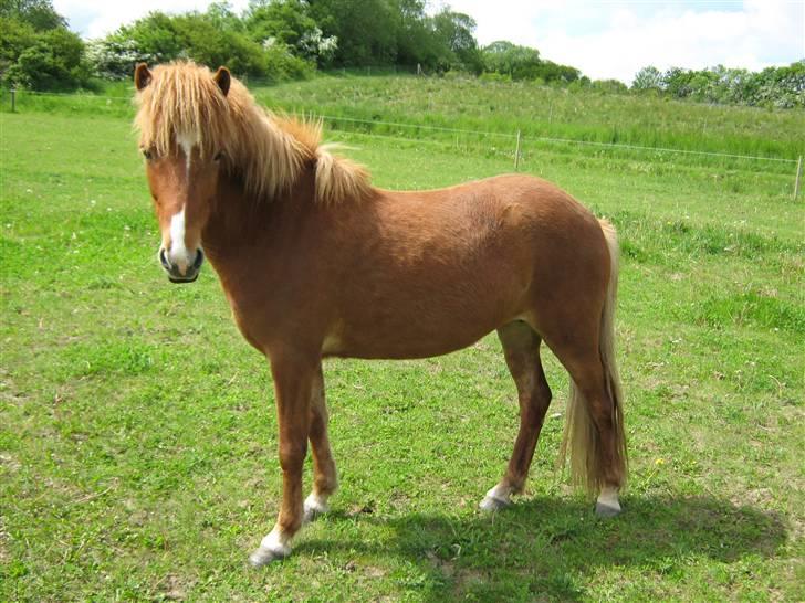 Islænder Gletta Fra Bærsholm billede 3