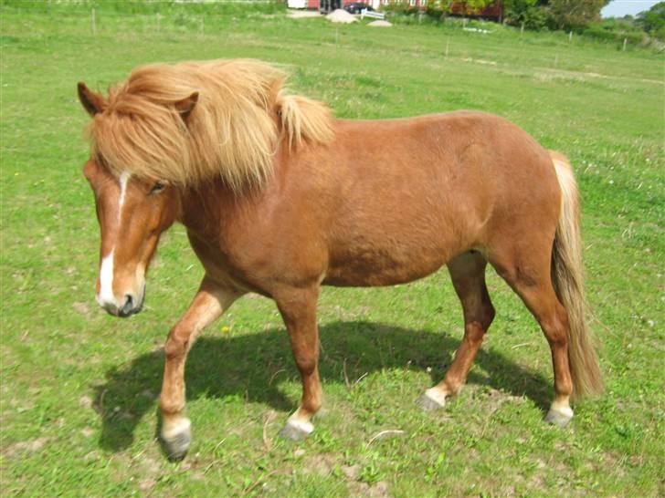 Islænder Gletta Fra Bærsholm billede 4