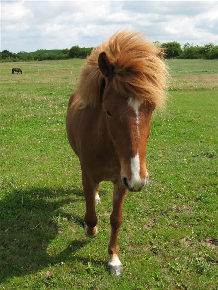 Islænder Gletta Fra Bærsholm billede 5