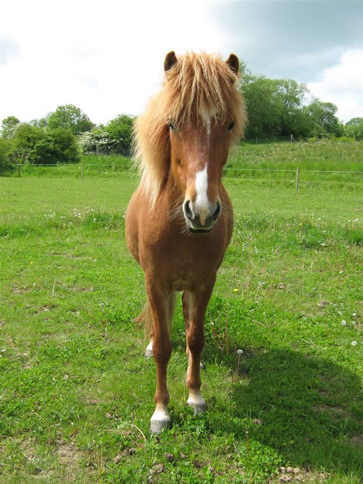 Islænder Gletta Fra Bærsholm billede 6