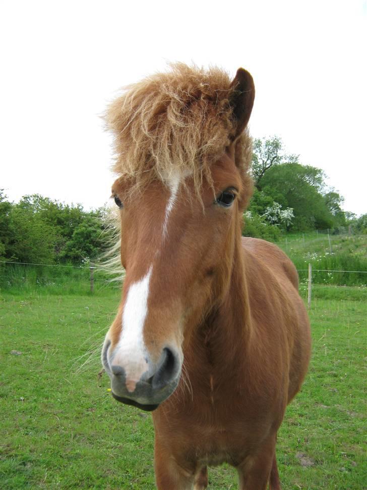 Islænder Gletta Fra Bærsholm billede 7
