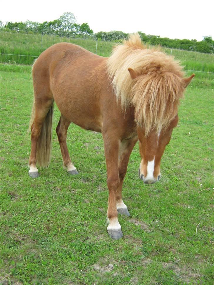 Islænder Gletta Fra Bærsholm billede 8