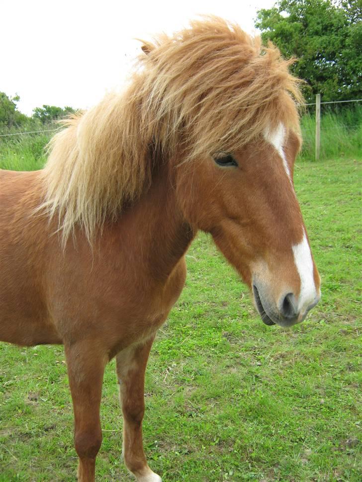 Islænder Gletta Fra Bærsholm billede 9