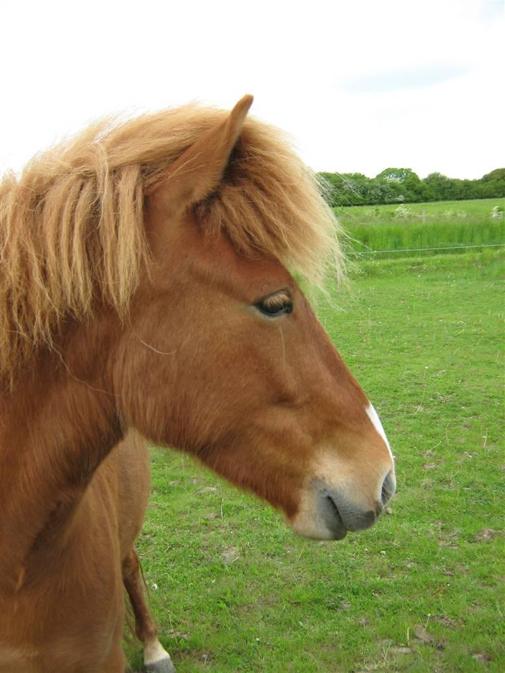 Islænder Gletta Fra Bærsholm billede 10