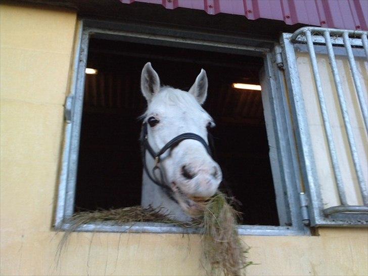 Connemara Don Quixote - Mmmmh..:D billede 17