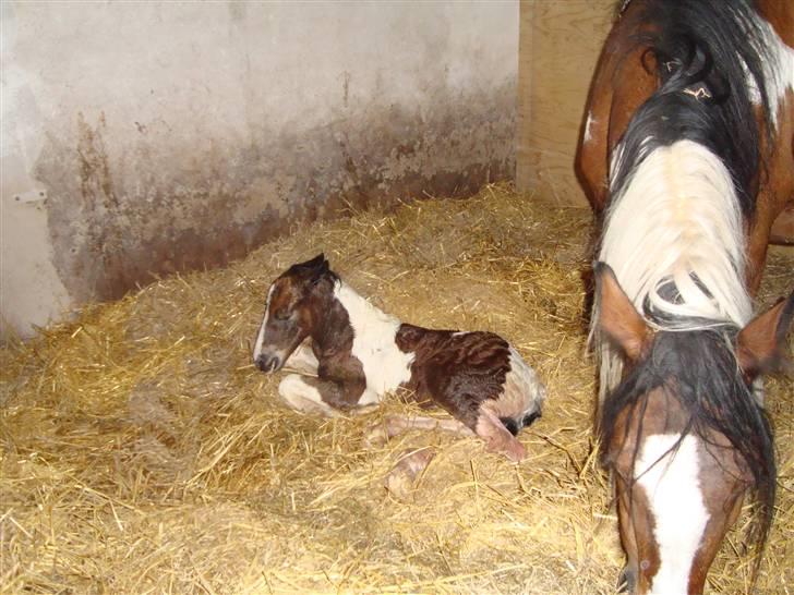 Irish Cob "Caramellas" Fairytale - Ca 20 minutter gammel billede 2