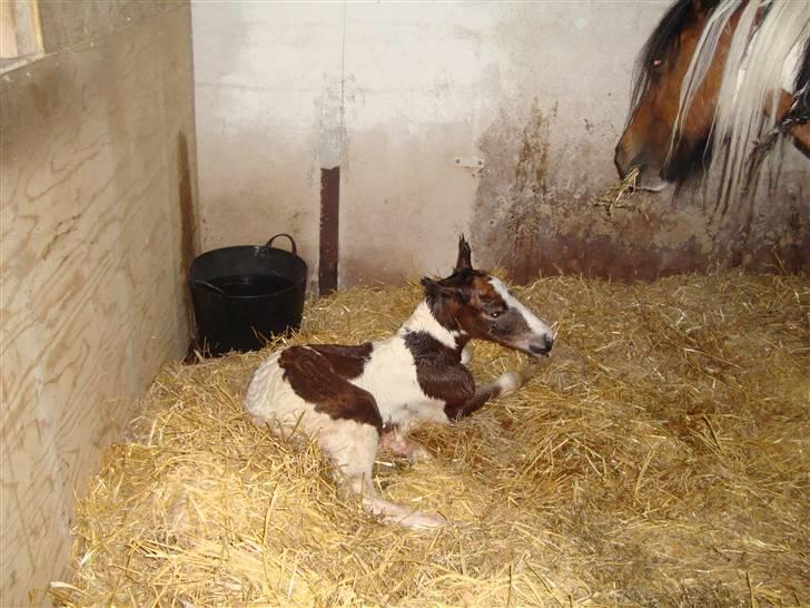 Irish Cob "Caramellas" Fairytale - Har taget de først vaklende skridt! billede 3