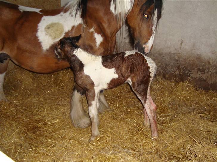 Irish Cob "Caramellas" Fairytale - Endelig oppe nu gælder det om at få noget at spise :-) billede 4